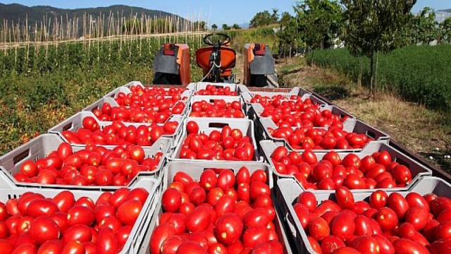 Domates ve mamulleri ihracatı 1 milyar dolara koşuyor