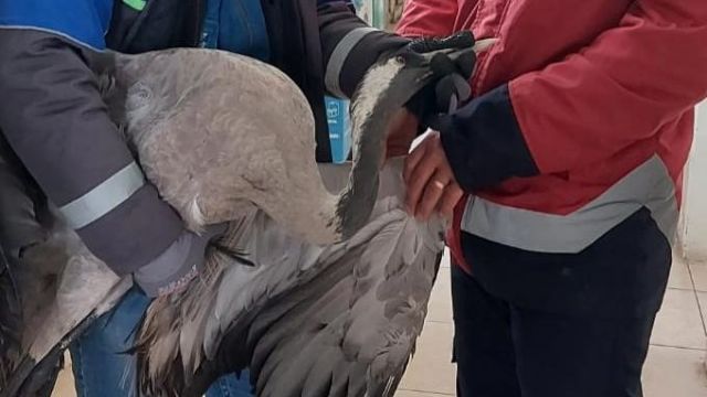 Yaralı Balıkçıl Kuşu Tedaviye Alındı