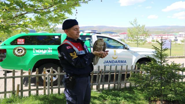 Yaralı Şahin Tedavi Altına Alındı