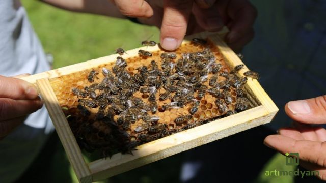 Bir kişi arı sokması sonucu hayatını kaybetti