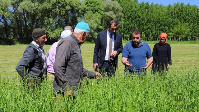 ‘İtalyan Çimi’ hasat öncesi kontrol edildi