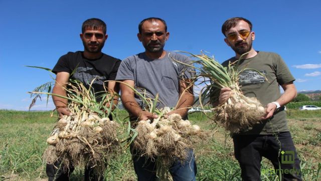 Bingöl'de Sarımsak Hasadı